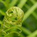 Fern 060507_2
